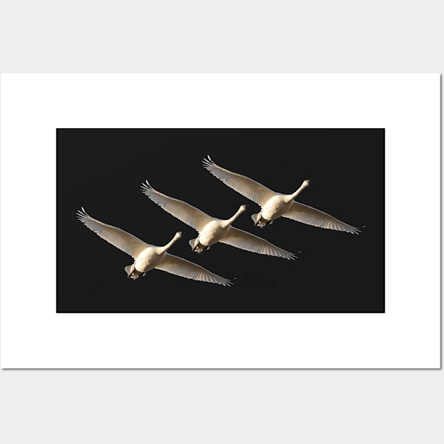 Trumpeters Trio Wall Art by Whisperingpeaks